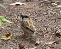 Passer domesticus