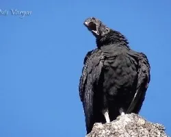 Coragyps atratus