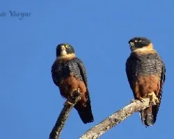 Falco rufigularis