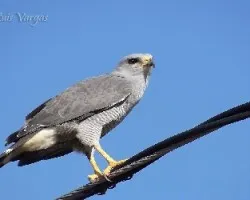 Buteo nitidus