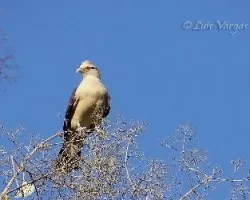 Milvago chimachima