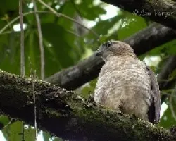 Buteo platypterus