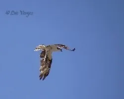 Pandion haliaetus