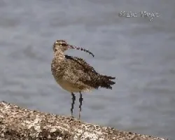 Numenius phaeopus