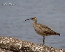 Numenius phaeopus