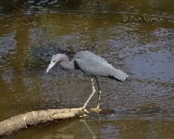 Egretta caerulea