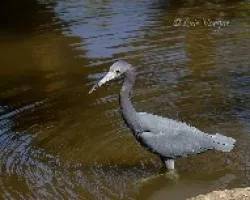 Egretta caerulea