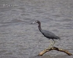 Egretta caerulea