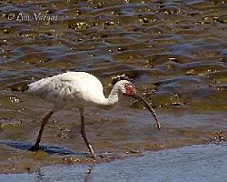 Endocimus albus
