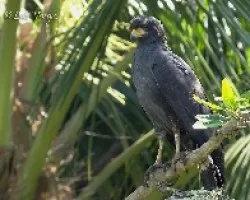Buteogallus anthracinus
