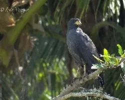 Buteogallus anthracinus