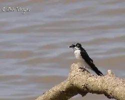 Pygochelidon cyanoleuca