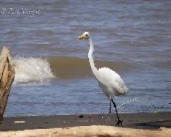 Ardea alba
