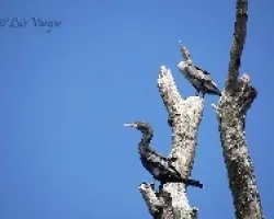 Phalacrocorax brasilianus