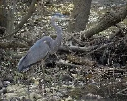 Ardea herodias