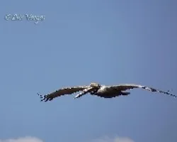 Pelecanus occidentalis
