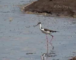 Himantopus mexicanus
