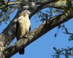 Milvago chimachima