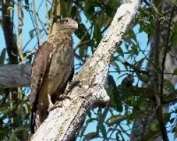 Milvago chimachima