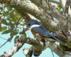 Megaceryle torquatus