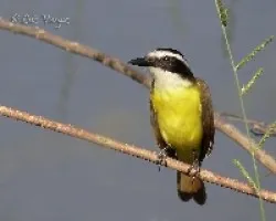 Pitangus sulphuratus