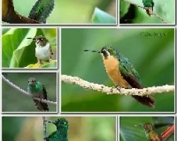 Mosaicos2