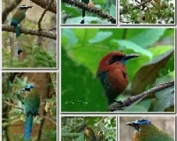 Mosaico2
