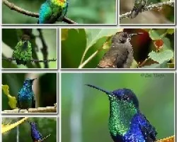 Mosaicos1