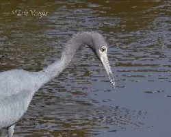 Egretta caerulea