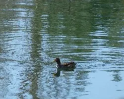 Pato