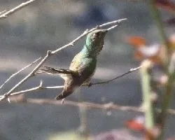 Colibri coruscans