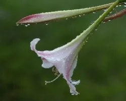 Lilium regale