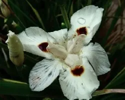 Neomarica sp