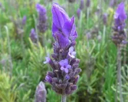 Lavanda