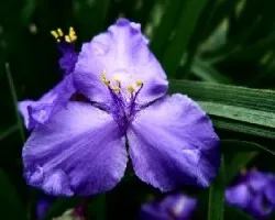 Tradescantia sp