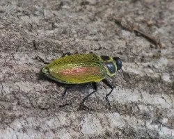 escarabajo verde