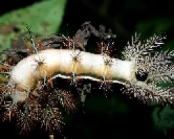 Automeris sp
