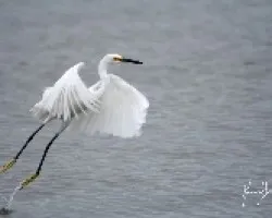 Egretta thula