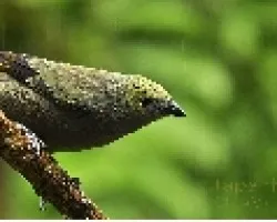 Thraupis palmarum