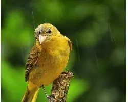 Piranga rubra