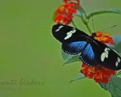 colorida
