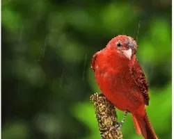 Piranga rubra 