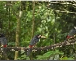 Pteroglossus torquatus