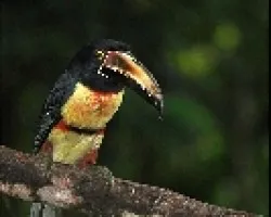 Pteroglossus torquatus