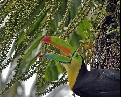Ramphastos sulfuratus
