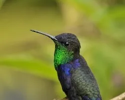Thalurania colombica