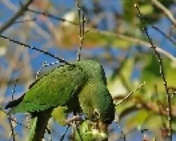 Aratinga finschi