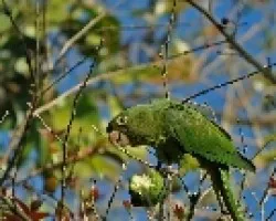 Aratinga finschi