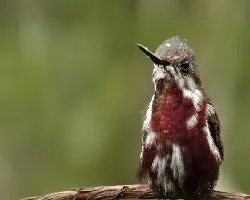 molting Snowcap