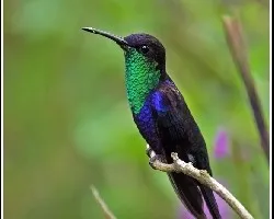 Thalurania colombica